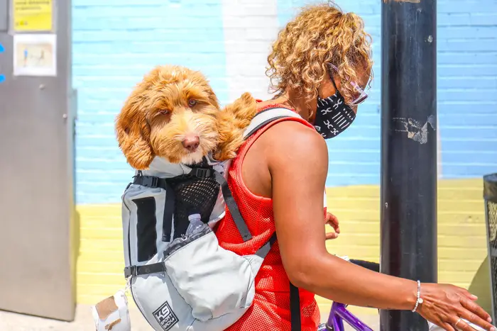 A dog in a backpack on a sunny day in Rockaway, Queens.